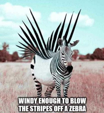 32d216cf2d00c416.jpeg