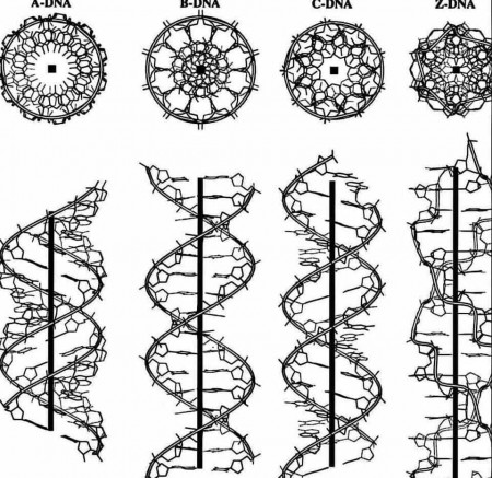 dna.jpg