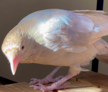 w crow white.jpeg